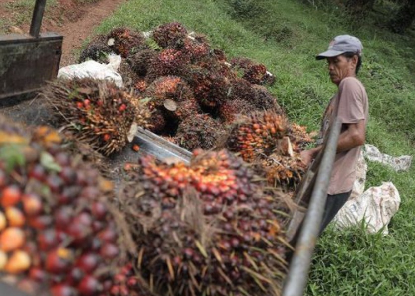Fenomena Penyerobotan Lahan oleh Sawit, Berapa Kerugian Negara?