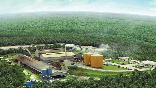 Akhir Agustus, Kernel Sawit Riau Naik Tapi Harga CPO Masih Terguncang