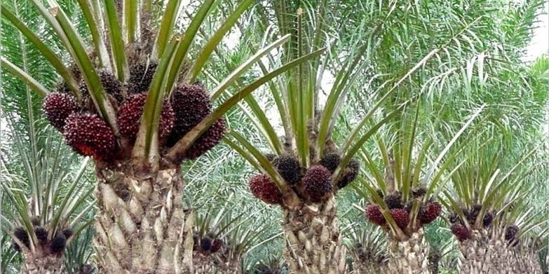 Disbun Riau Anggarkan Rp1,2 Triliun untuk Industri Sawit Berkelanjutan