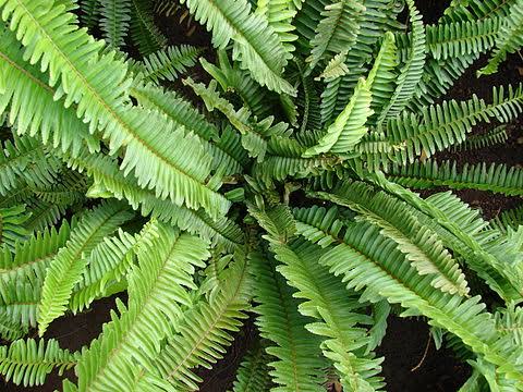 Agronom : Tumbuhan Pakis di Perkebunan Kelapa Sawit Bermanfaat
