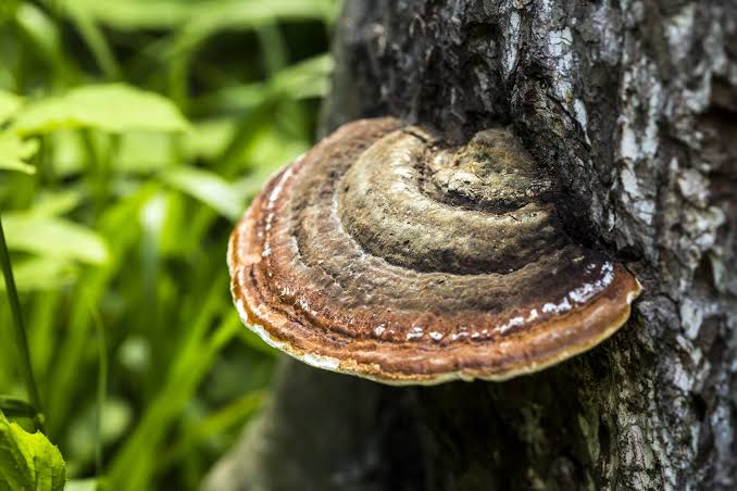 Jamur Ganoderma Ancaman Serius bagi Perkebunan Kelapa Sawit, Begini Cara Mengatasinya