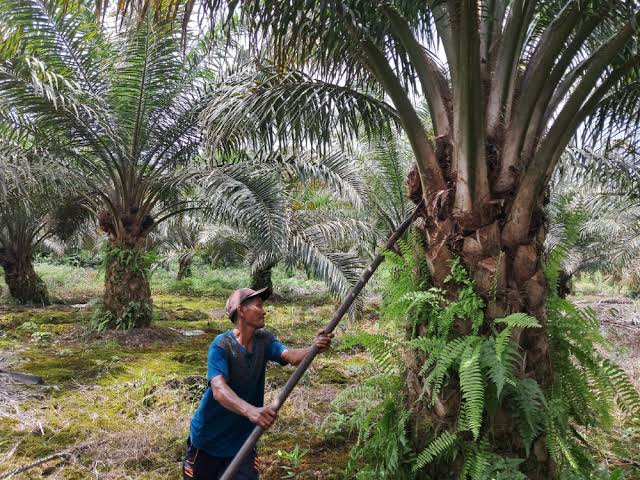 Petani Sawit Swadaya Butuh Dukungan Pemerintah