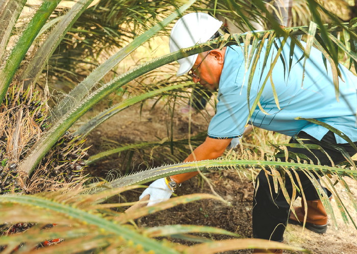 Kebun Sawit Muda Milik PTPN IV yang Diremajakan Tahun 2023 Siap Dipanen