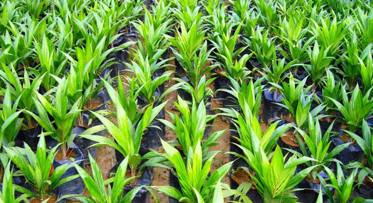 Kualitas Bibit Sangat Menentukan Produktivitas Sawit