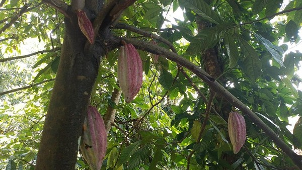 Cokelat Indonesia Laris Manis di Malaysia hingga AS
