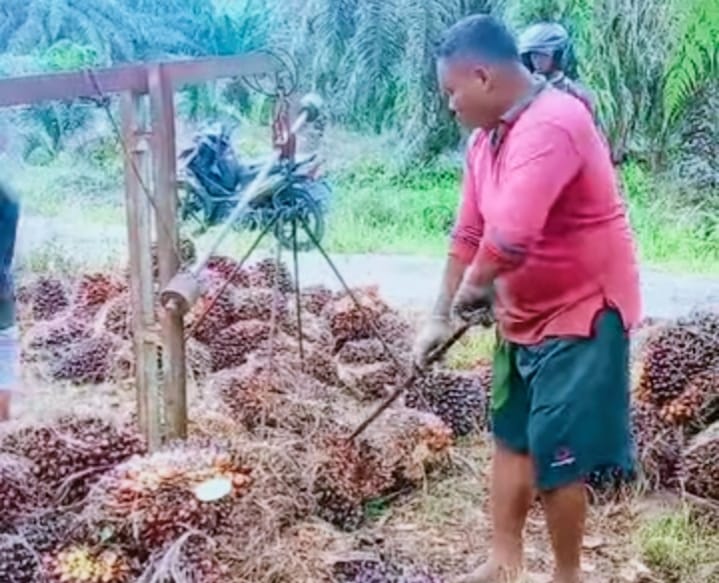 Horeee, Harga TBS Mitra Swadaya Riau Naik Lagi, Sekarang Menjadi Rp3.657,46 per Kilogram