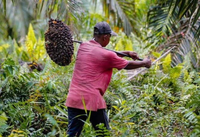 BPDP Terus Pacu Produktivitas Sawit, Diantaranya Melalui Program PSR