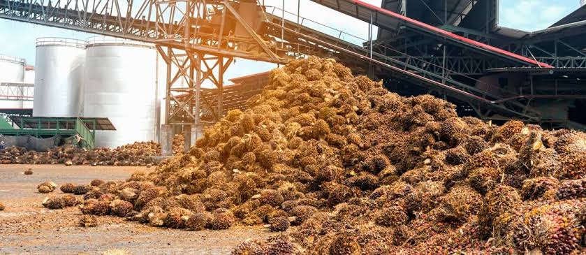 Manfaatkan Limbah Sawit Menjadi Energi Baru